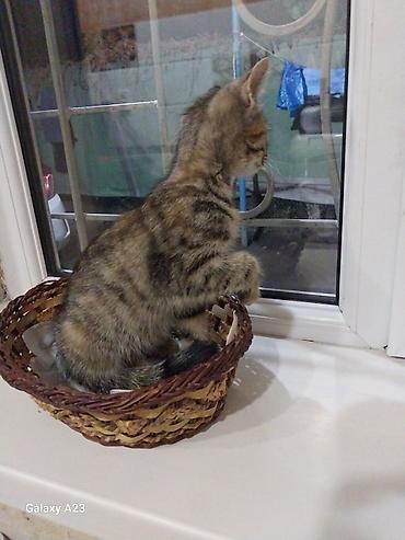 Мышыктар: Котёнок тигрового окраса девочка. рыжий мальчик, отдам в хорошие — 2