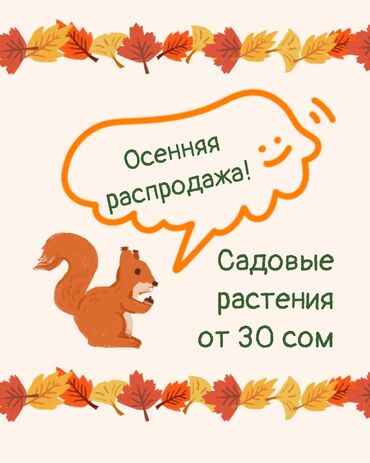 меняю с моей доплатой: Садовые многолетники в ассортименте. Собственного выращивания. Все