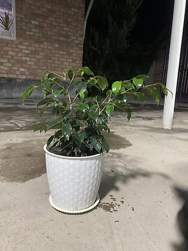 бегония цветок: Фикус Бенджамина в кашпо - Вид: Ficus benjamina, компактная кустовая — 2