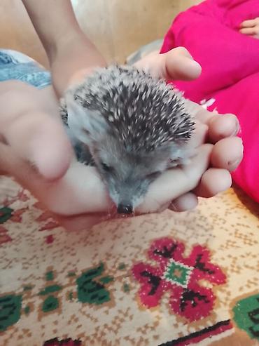 хорьки: 🦔 Продаётся декоративный ёжик Милый, ручной, ухоженный и активный — 8