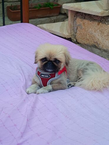 K/t heyvanları və malları: Pekines, 11 ay, Erkek