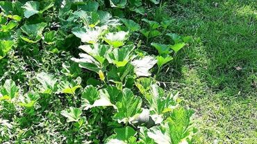 Bağ evlərinin satışı: Qəbələ, 170 kv. m, 6 otaqlı, Qaz, İşıq, Su — 5