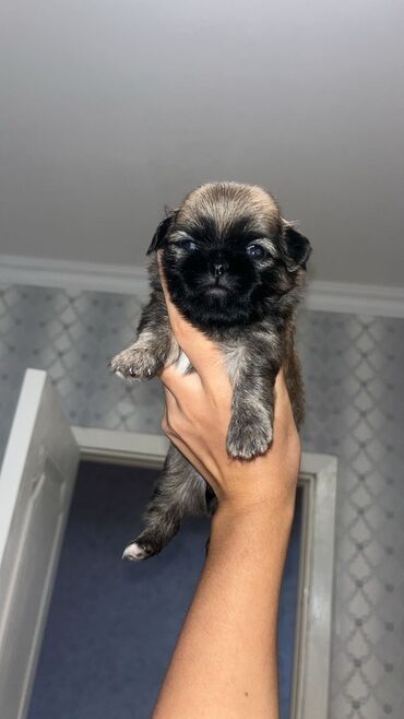 İtlər: Pekines, Dişi, Peyvəndli
