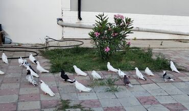 Bağ evlərinin satışı: Bakı, Fatmayı, 140 kv. m, 4 otaqlı, Hovuzsuz, İnternet, Telefon, Qaz -da lalafo.az — 21 Bağ evlərinin satışı: Bakı, Fatmayı, 140 kv. m, 4 otaqlı, Hovuzsuz, İnternet, Telefon, Qaz — 21