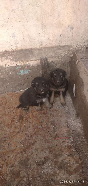 Продажа собак: Овчарка, 1 месяц, Самка at lalafo.kg — 5 Продажа собак: Овчарка, 1 месяц, Самка — 5