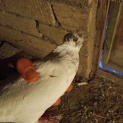 Грызуны: Ağ rəngli ev quşu – göyərçin - Ağ lələklər, baş və boyun hissəsində