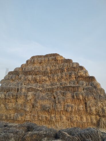 Корма для с/х животных: 🧑🏻‍🌾 Продаю Сенаж Силос и Кукуруза 🌽!!! Продаю Солома Ячмень — 8