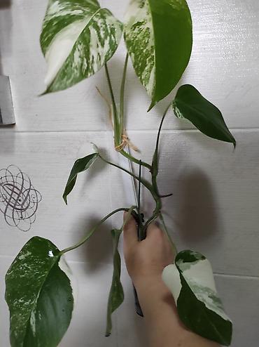Монстеры: Монстера Альба Монстера Тайское Созвездие, черенки и взрослые цены — 8
