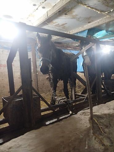 Лошади, кони: Продаю | Жеребенок | Рабочий — 7