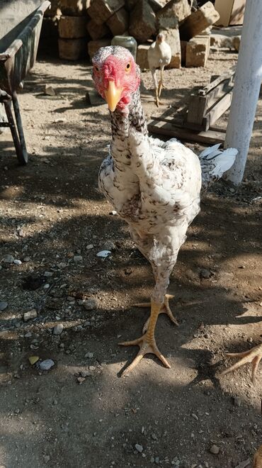 kend xoruzu: Xoruz, Heyratı, il: <1, Ünvandan götürmə