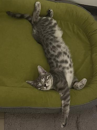 породистые собаки ищут дом: Отдадим 5-месячного котёнка в хорошую семью. Приучен к лотку. Вместе с — 3