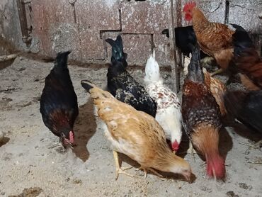 Digər quşlar: Məhsul: Ev quşları – müxtəlif cins toyuqlar və ördəklər Təsvir: -