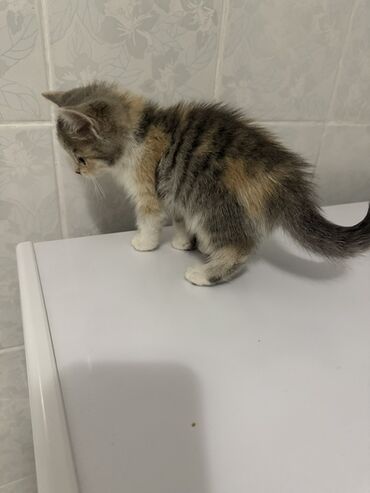 котята британские: Породасыз, 2 айлык, Эркек, Кара