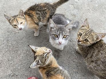 Котята, помёт из 4 малышей. Все девочки 🎀 Описание: - Возраст