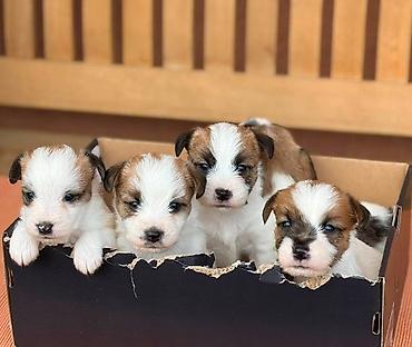 beba rotvajler: Oštrodlaki Džek Rasel terijer (Jack Russell Terrier) štenci — 5