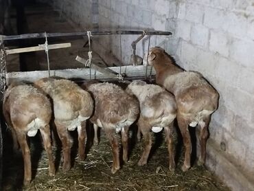 Бараны, овцы: Продаю | Овца (самка) | Арашан | Для разведения — 5