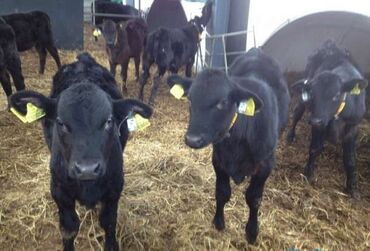 продаю дойных коров: Сатам | Уй (ургаачы), Бука (эркек), Кунаажын