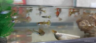 аквариум без рыб: Akvarium icinde 20den cox quppi, 1eded su temizleyici