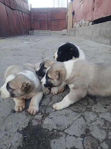 Продажа собак: Щенки Алабай Две большие по 8000 остальные по 6000?рас: палевый с — 6