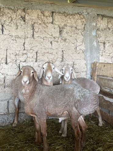 Бараны, овцы: Продаю | Ягненок, Баран (самец) | Арашан | На забой, Для разведения, Для шерсти