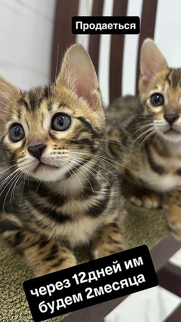 Pişiklər: Benqal, Dişi — 24