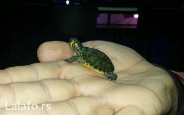 Ostale životinje: Akvarijumske kornjace Imamo kompletnu opremu za njih (akvarijumi