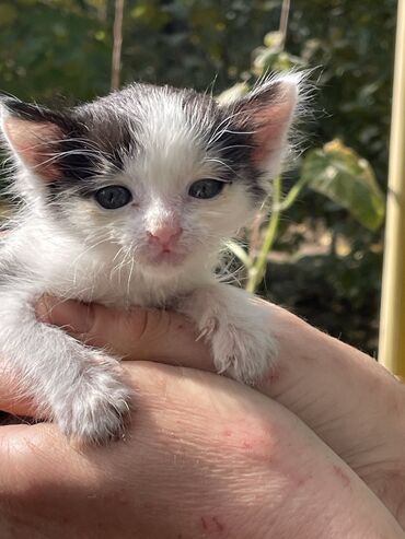 купить кошку бенгальскую: Котёнок😺 Очаровательный «домашний панда-котёнок» с классическим
