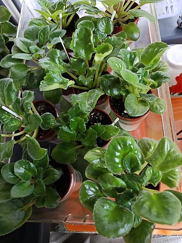 Фиалки и глоксинии: Сортовые фиалки С зелёными цветами по 350 С цветочками по 300с Без — 9