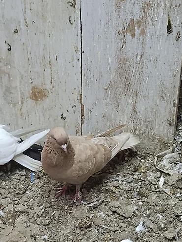 quşlar göyərçin: Təmiz sari Erkey — 1