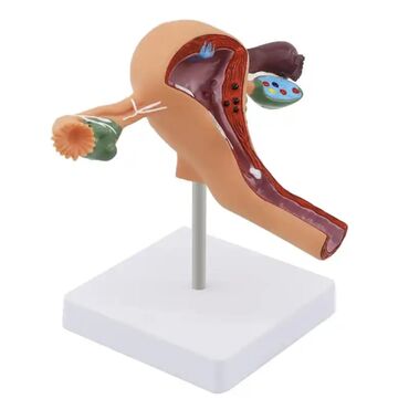 Анатомическая модель МАКЕТ акушерской и гинекологической системы матки
