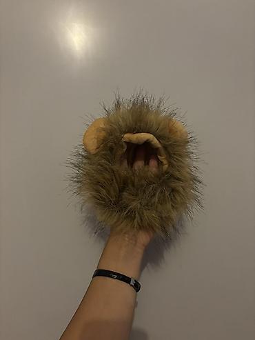 bala pişiylər: Pekines, Erkək — 9