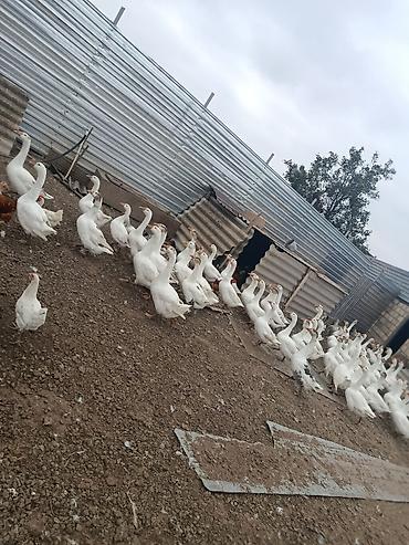 gəncə toyuq satan: Salam cavan da var qocada ən azı təmiz əti 2 kq gəlir 3 kq da gələn — 5