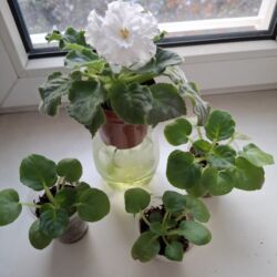 цветы искусственные: Детки фиалки "Букет невесты", цветёт белыми махровыми цветами, размер