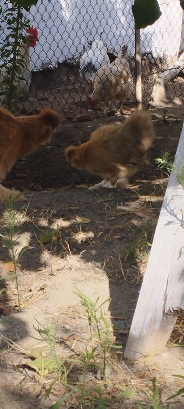 Xoruzlar: PON POn xoruzu satilir tekce — 7