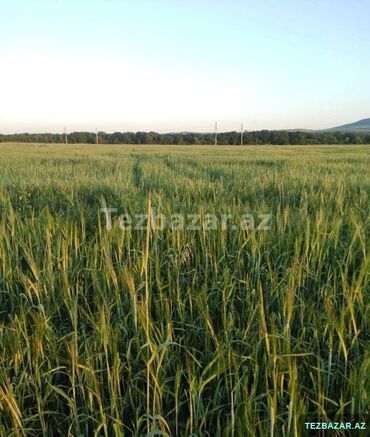 Torpaq sahələrinin satışı: 1080 sot, Biznes üçün, Mülkiyyətçi, Bələdiyyə