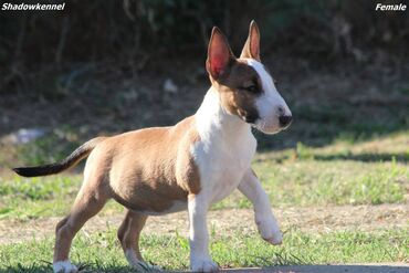 Psi: Na prodaju stenci Mini bull terijera, stari 2 i po meseca, sa — 9