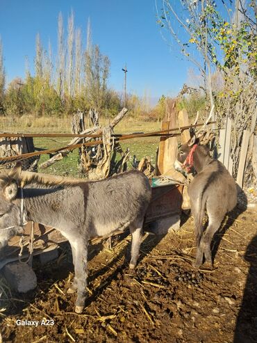 отдам котенка в добрые руки: Ослы (пара) - Домашние рабочие животные, средний рост. - Серый окрас