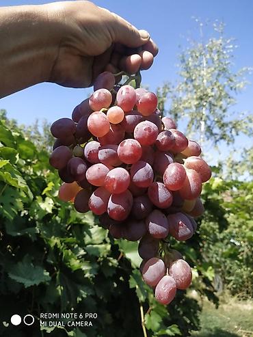 Виноград: Саженцы винограда: Ризамат. Киш-миш чёрный. Мирный. Розовый тайфи — 18