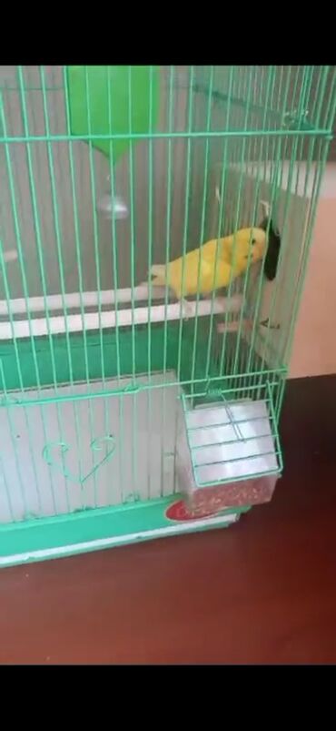 Зоотовары: Продаётся клетка для комнатных 

птичек в хорошем состоянии
