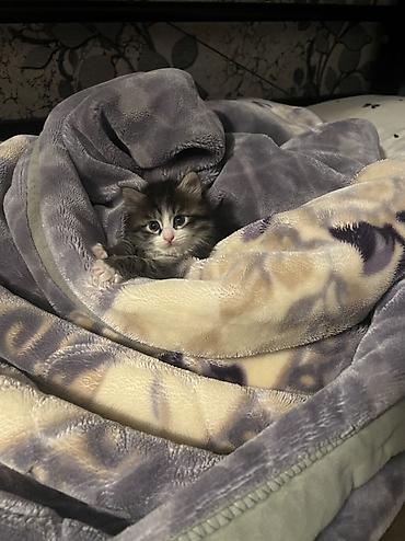 Отдам даром кошку: Кошка даром: Беспородная, 1 месяц, Девочка, Приучена к лотку, Проглистована — 1