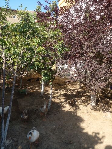 Həyət evləri və villaların satışı: 9 otaq, 308 kv. m, Kredit yoxdur, Orta təmir -da lalafo.az — 3 Həyət evləri və villaların satışı: 9 otaq, 308 kv. m, Kredit yoxdur, Orta təmir — 3