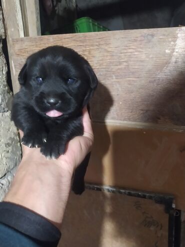 labrador it: Labrador-retriver, 1 ay, Erkek, Ünvandan götürmə