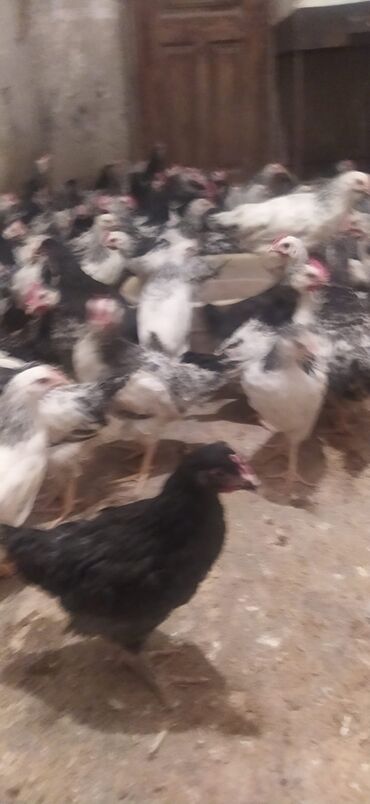 psp 1001: Serebrist colpalar cekileri 600/900)kesimlik colpalar 1.100/1.200arasi