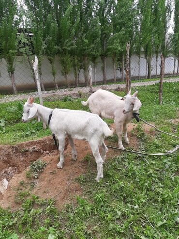 молочные породы коз цена: Продаю | Козлёнок | Для разведения | Племенные