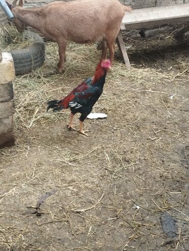 Xoruzlar: Aseel tipli uzunayaqlı cücərti/ceylək xoruz - Uzun və güclü sarı — 29