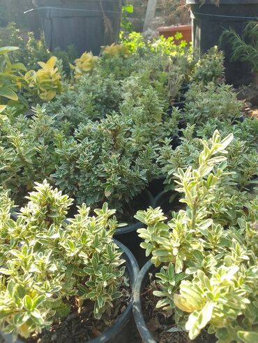 Çöl bitkiləri: Həmişə yaşıl — 26