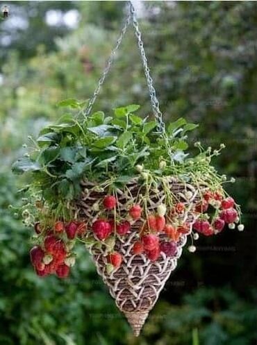 Semena i sadnice: Seme jagode nesto drugacije nesto novo japanskog porekla a od sad i — 5