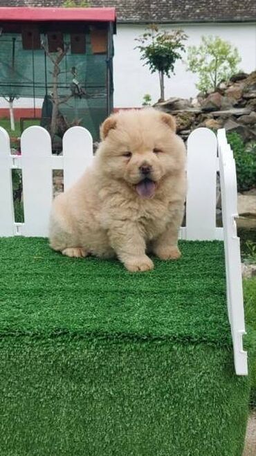 Psi: Chow chow-cau cau! stenad najlepsi poklon otac m- lav chsrb 3x caca — 6