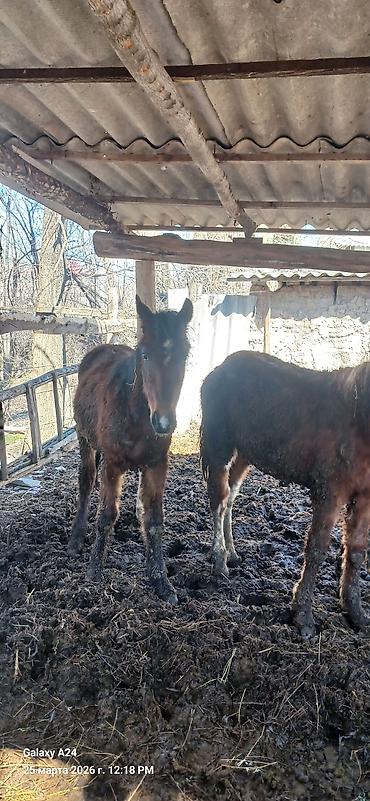 Лошади, кони: Продаю | Жеребенок | Полукровка | Рабочий — 3