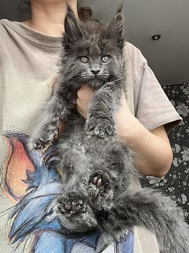 Продажа кошек: Предлагается эксклюзивные мощные котята породы мейн-кун. Эти котята — 2